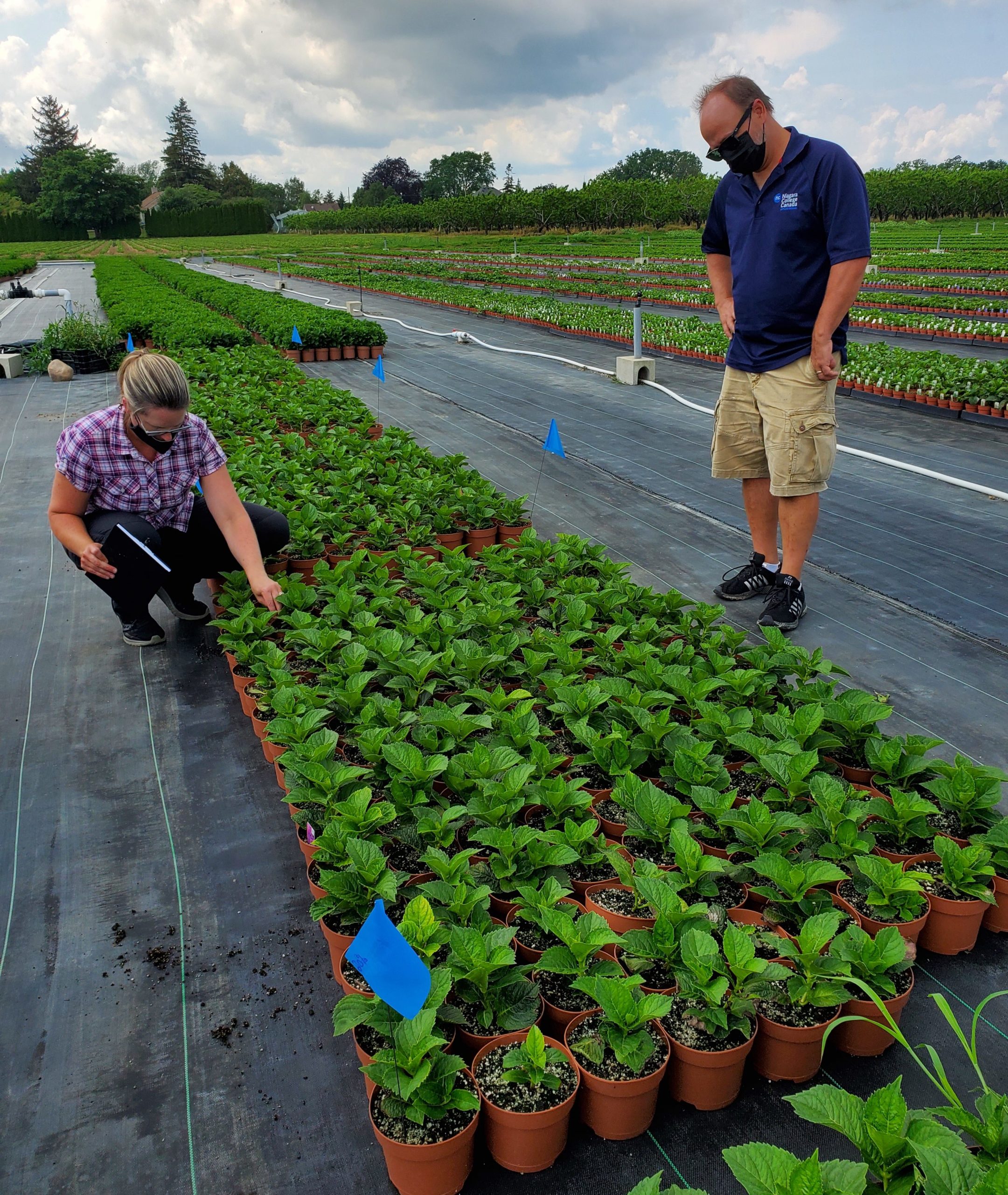 Researchers Christine George and Derek Schulze with HESIC are shown evaluating the performance of hydrangeas at Kamps Hydrangea farm in Vineland. These blue-flagged hydrangeas have been amended with varying levels of zeolite as part of a trial with International Zeolite Corp. currently in progress.