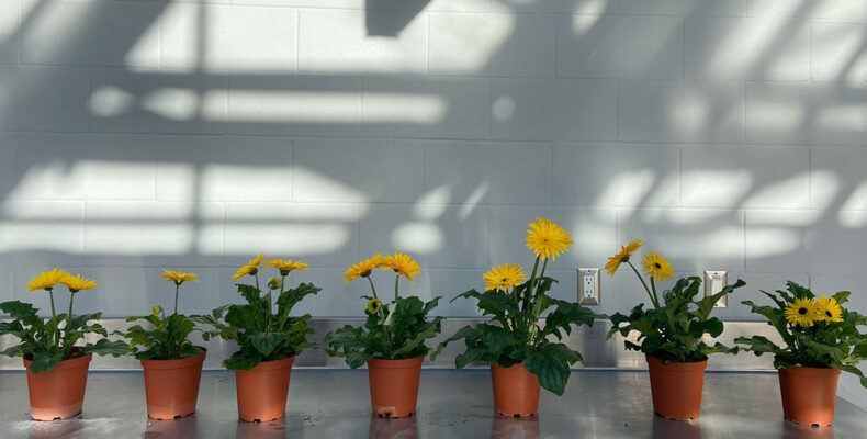 Flowers on countertop (IZC-Vineland)
