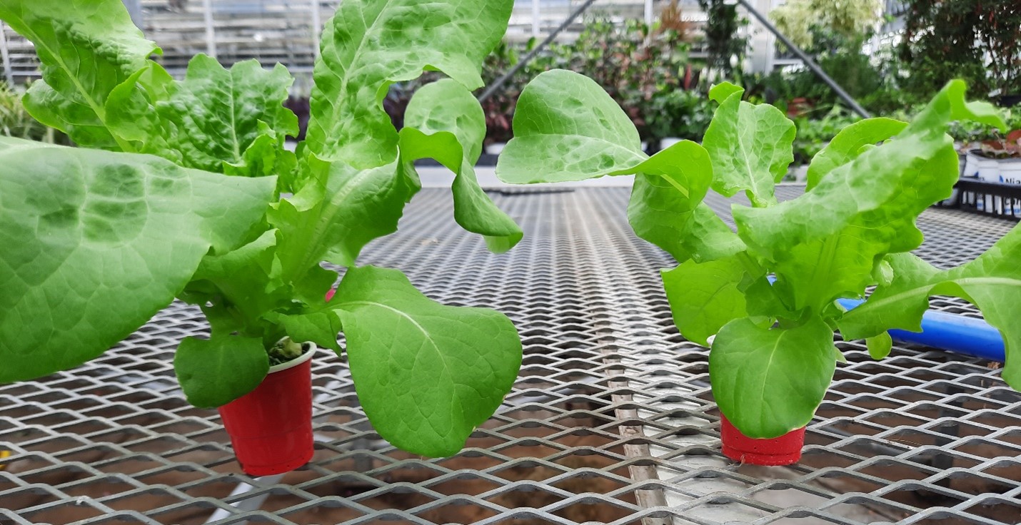 Preliminary evaluation of the performance of zeolitebased NEREA® as a