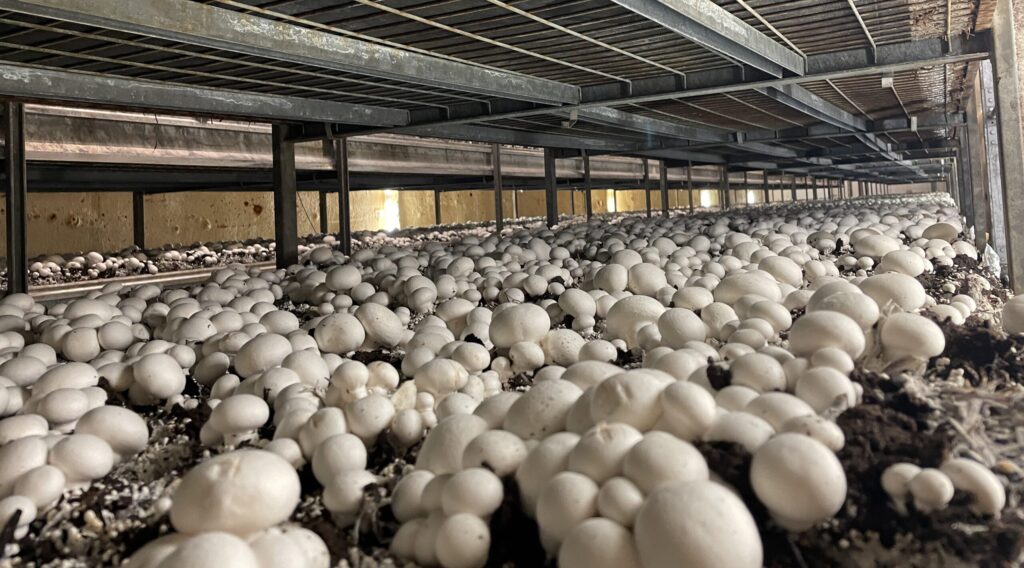 Mushrooms growing on shelving units at Sinopa Energy Inc.