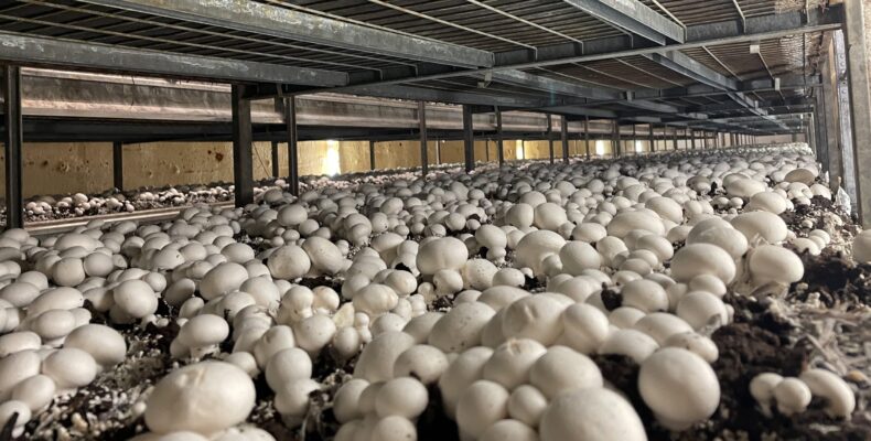 Mushrooms growing on shelving units at Sinopa Energy Inc.